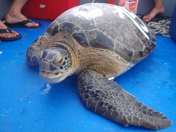 Tagging and Tracking Sea Turtles | Live Science