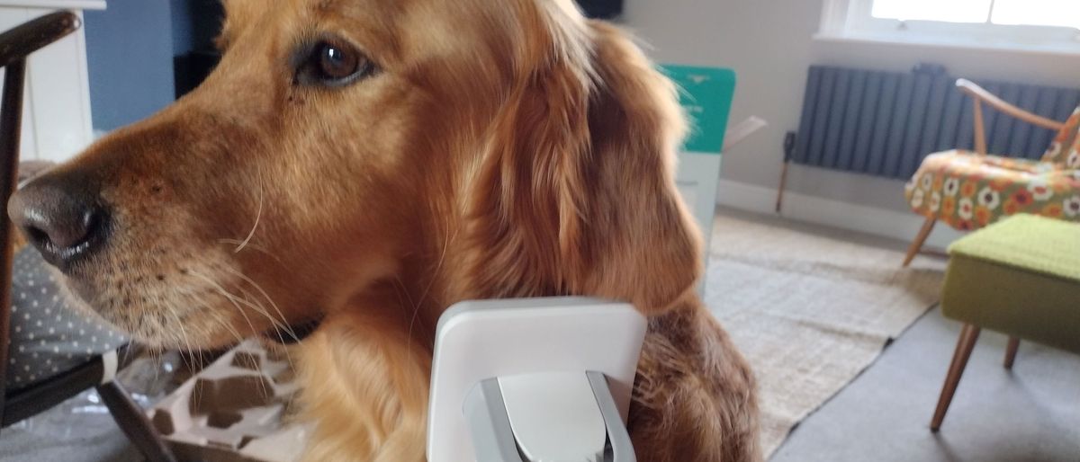 Image shows the INSE P20 Pro Dog Grooming Kit.