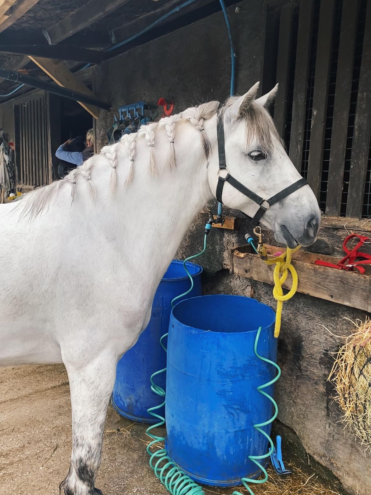 Shapley&rsquo;s EquiTone Whitening Shampoo