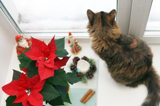 cat and poinsettia on window sill