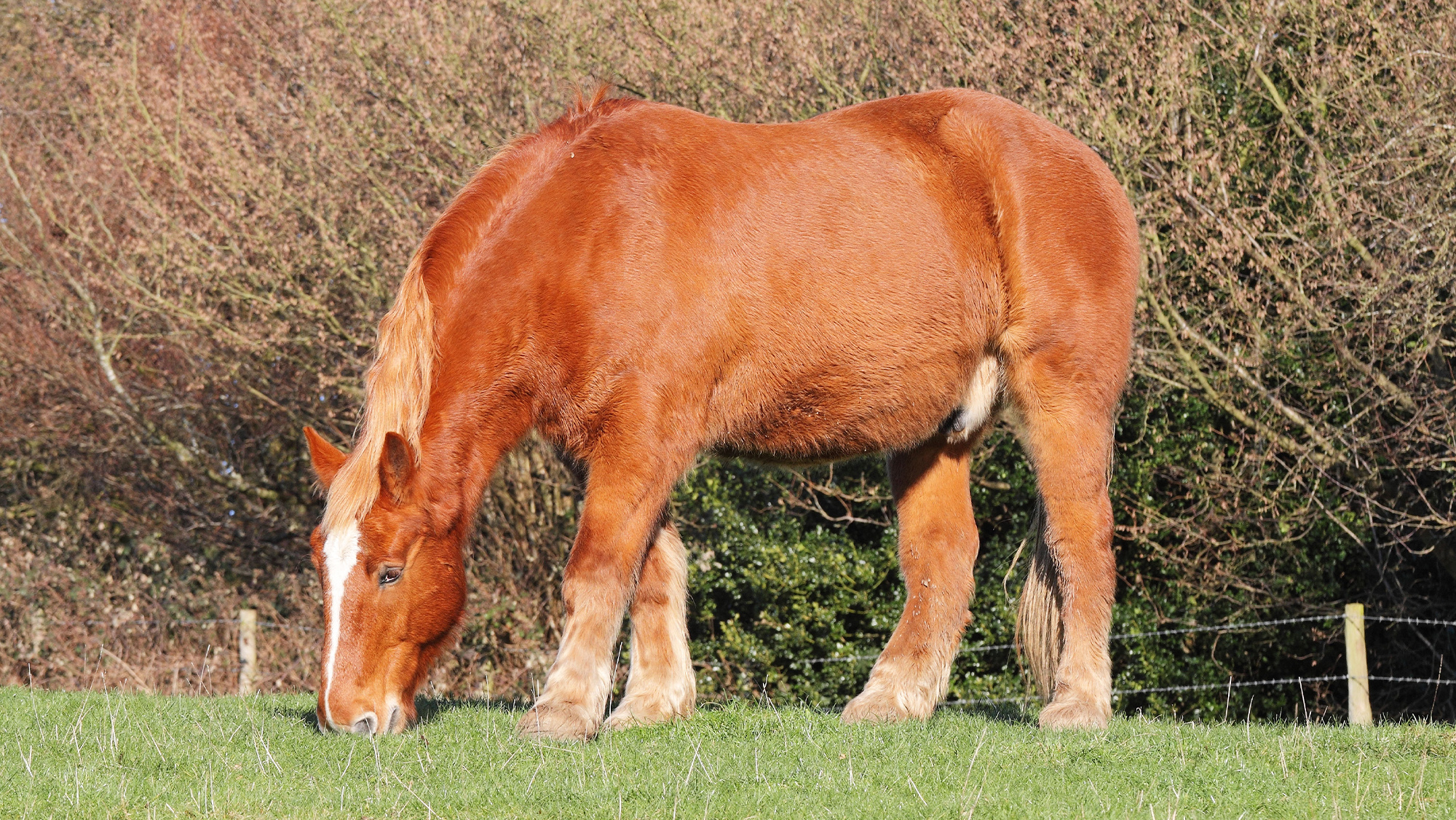 Big Suffolk horse grazing in field