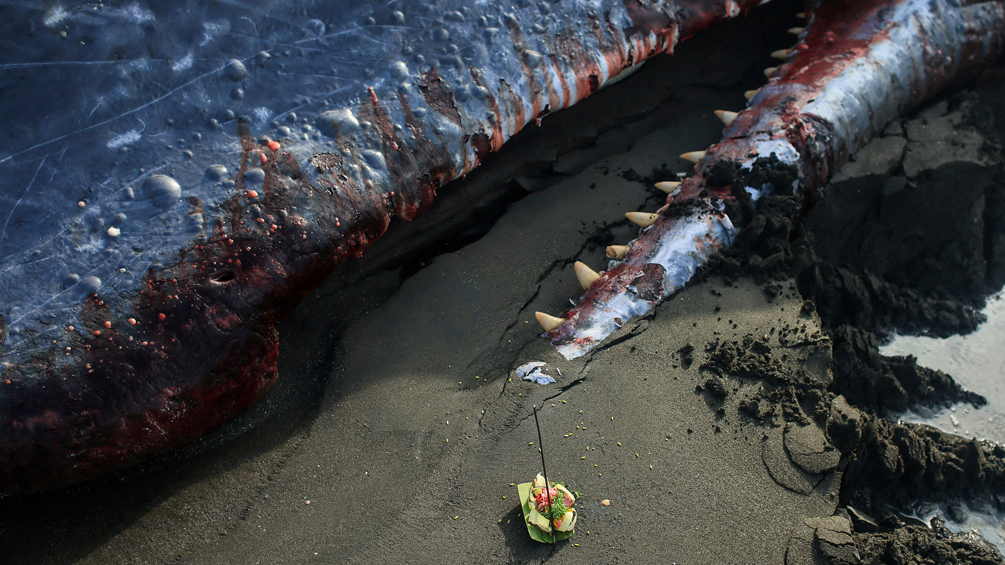 An offering left by locals is seen near a dead sperm whale that washed up at Melaya beach in southwest Bali, Indonesia
