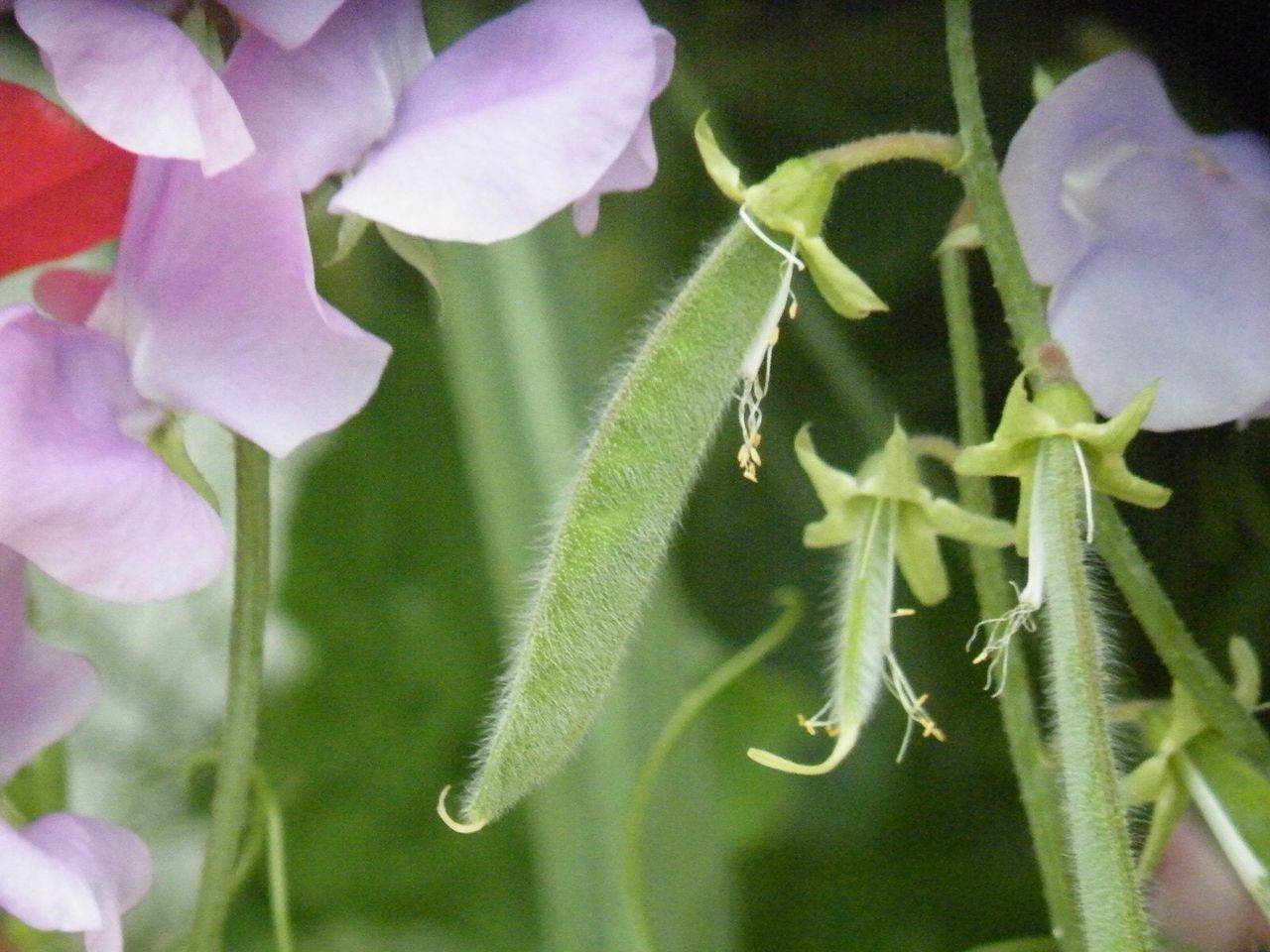 sweet pea edibility