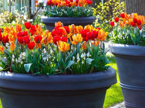 Bulb Plant Types: What Are The Different Types Of Bulbs | Gardening ...