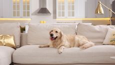 Dog on beige sofa in living room