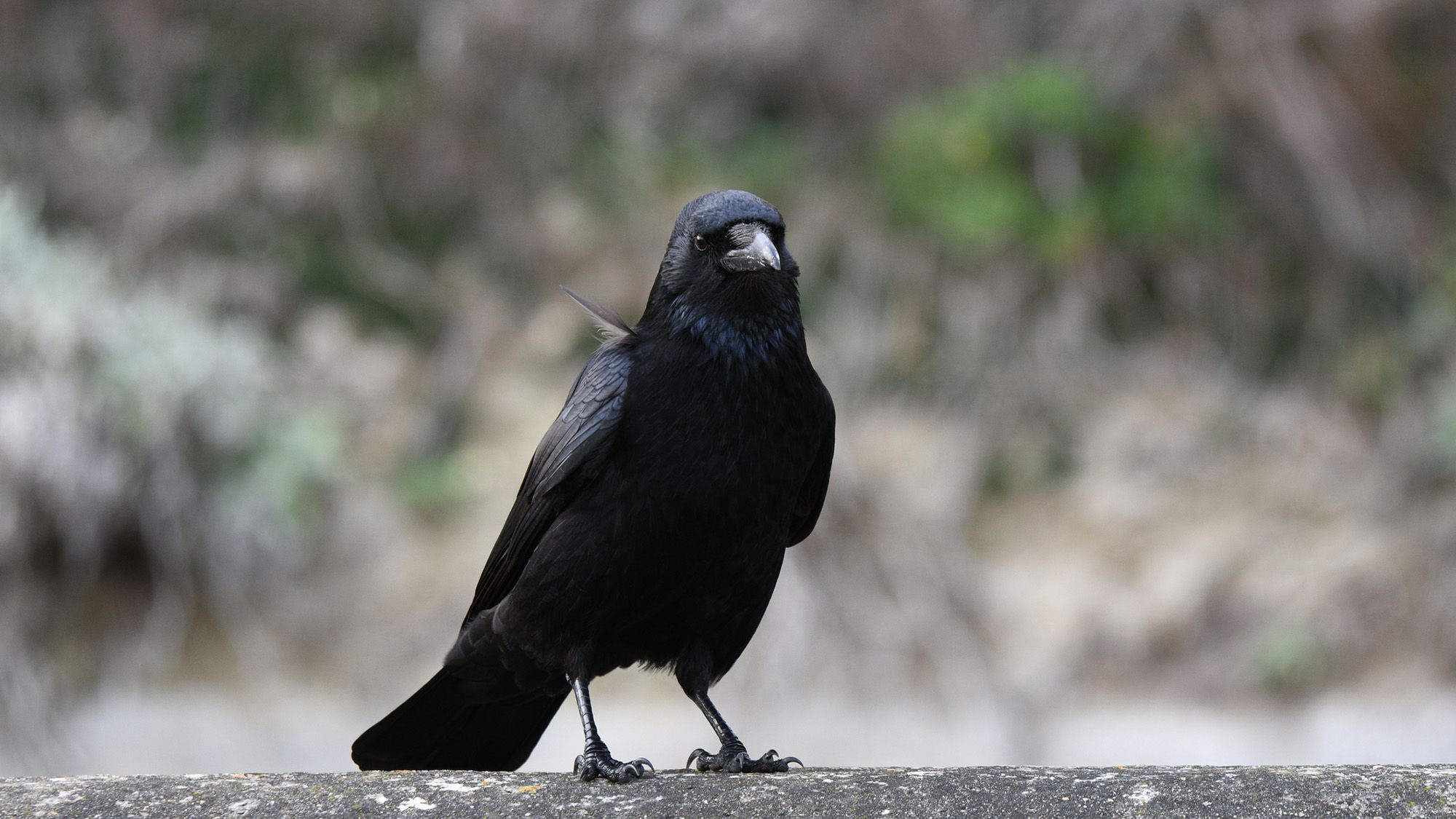 ‘They reliably chose the statistically more favorable option’: A crow researcher explains how these winged geniuses process numbers, and what it could reveal about human math smarts ‘They reliably chose the statistically more favorable option’: A crow researcher explains how these winged geniuses process numbers, and what it could reveal about human math smarts