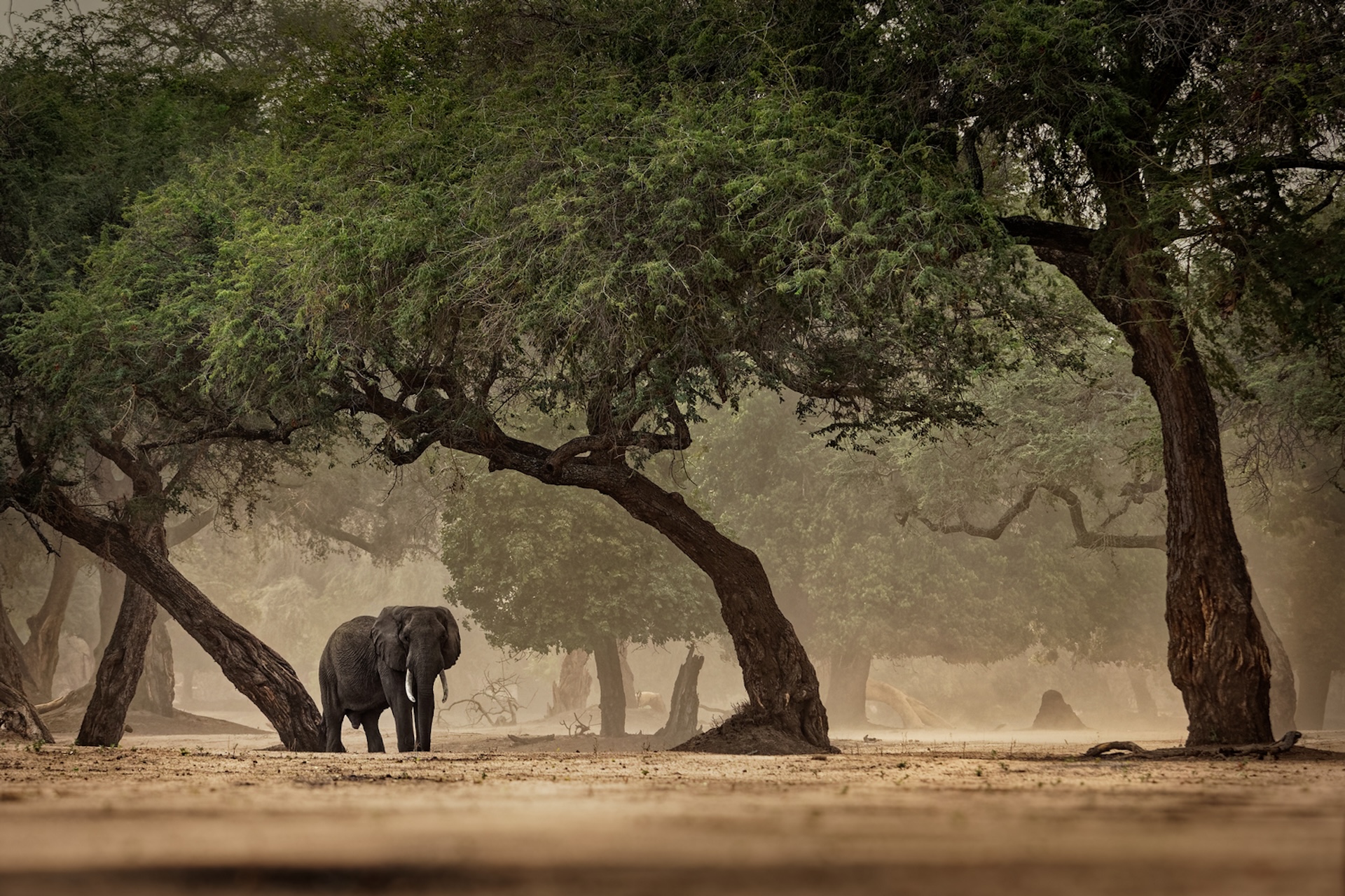 a photo of an elephant below a canopy of trees
