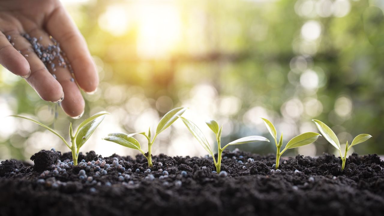 Fertilizer being applied to plants