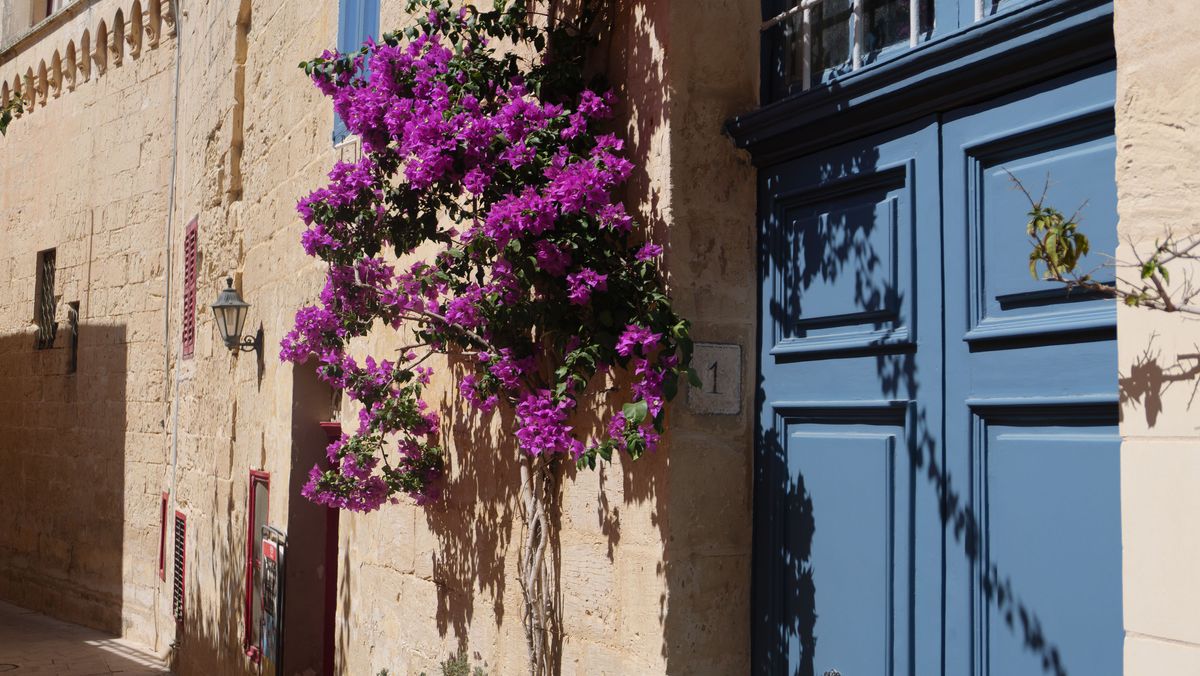 Panasonic Lumix L10 image gallery: ornate blue door and pink wall flowers in an old alleyway in Valetta, Malta