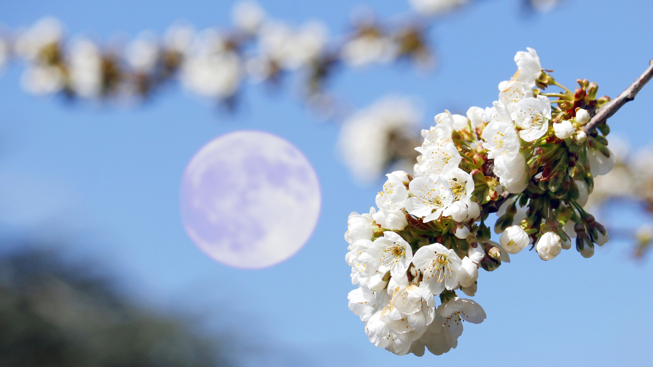 lua cheia no fundo contra o céu azul com flor em primeiro plano.