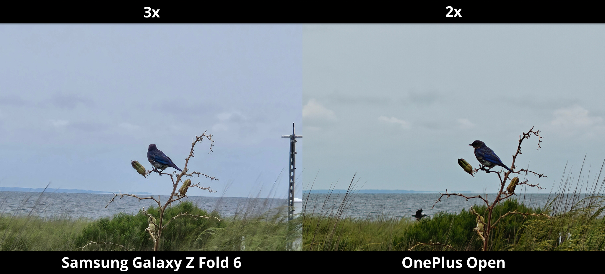 Galaxy Z Fold 6 vs. OnePlus Open - Perched Bird