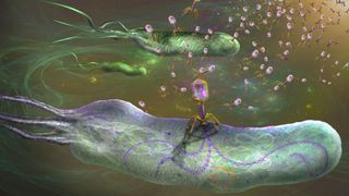 An illustration of bacteriophages infecting bacteria.