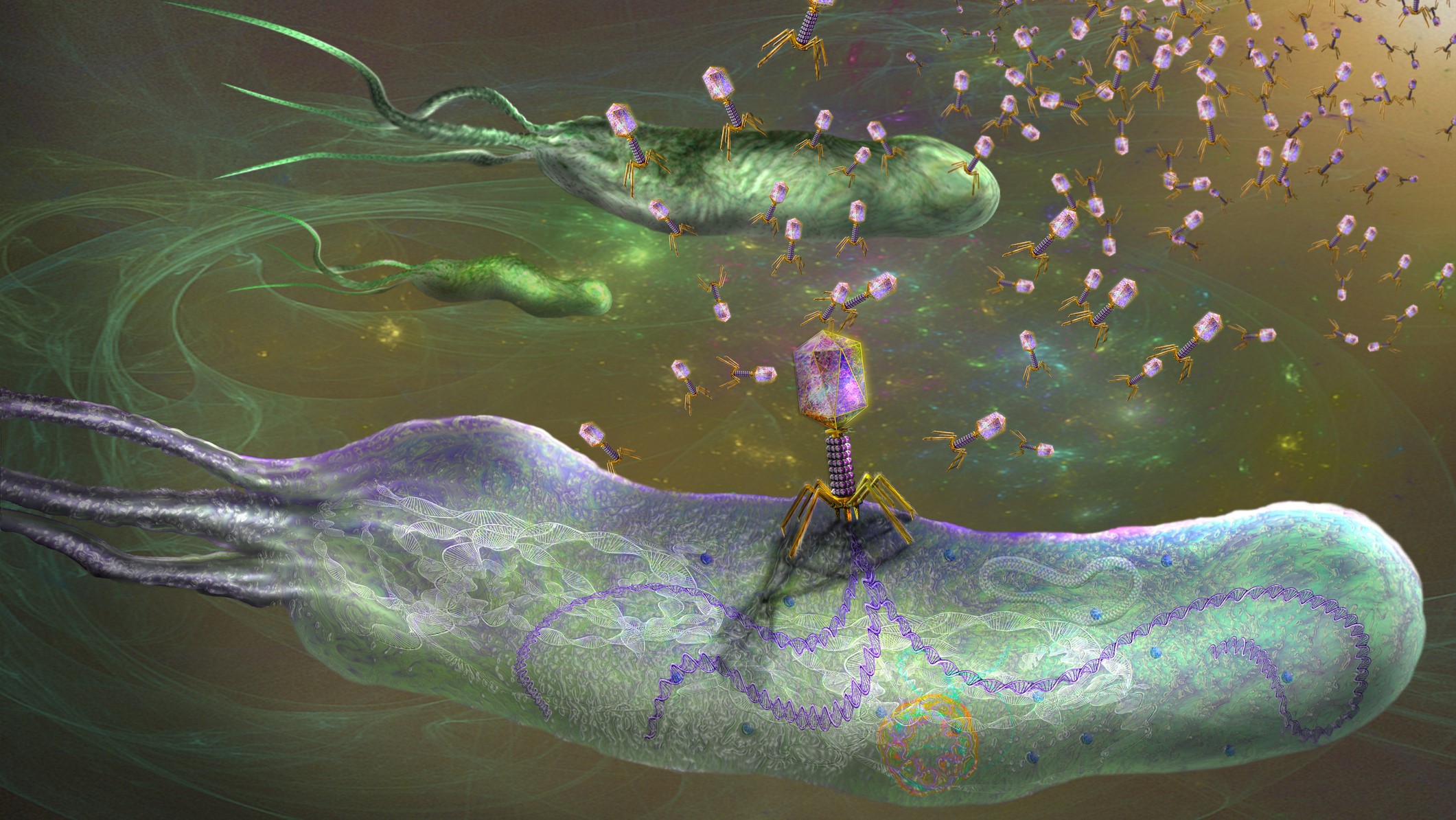 Una ilustración de bacteriófagos que infectan bacterias.