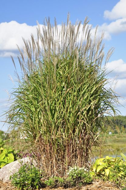 Tall Maidenhair Grass