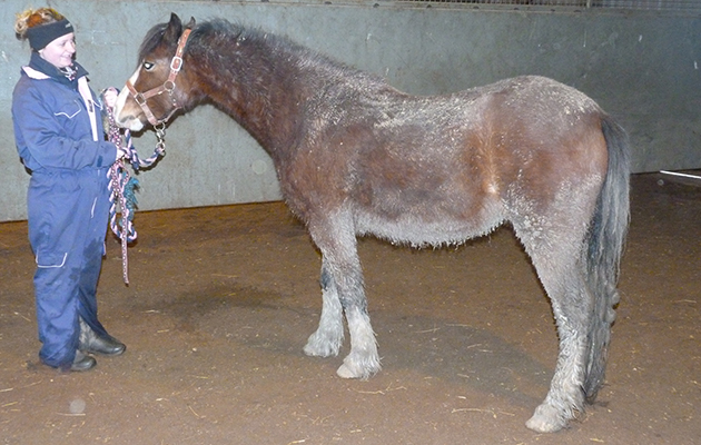 Sparkie on arrival