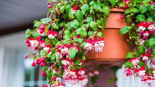 A hanging basket full of flowers