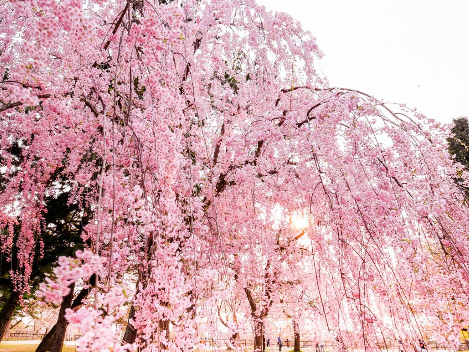 Pruning A Weeping Cherry Tree: How To Trim Weeping Cherry Trees ...