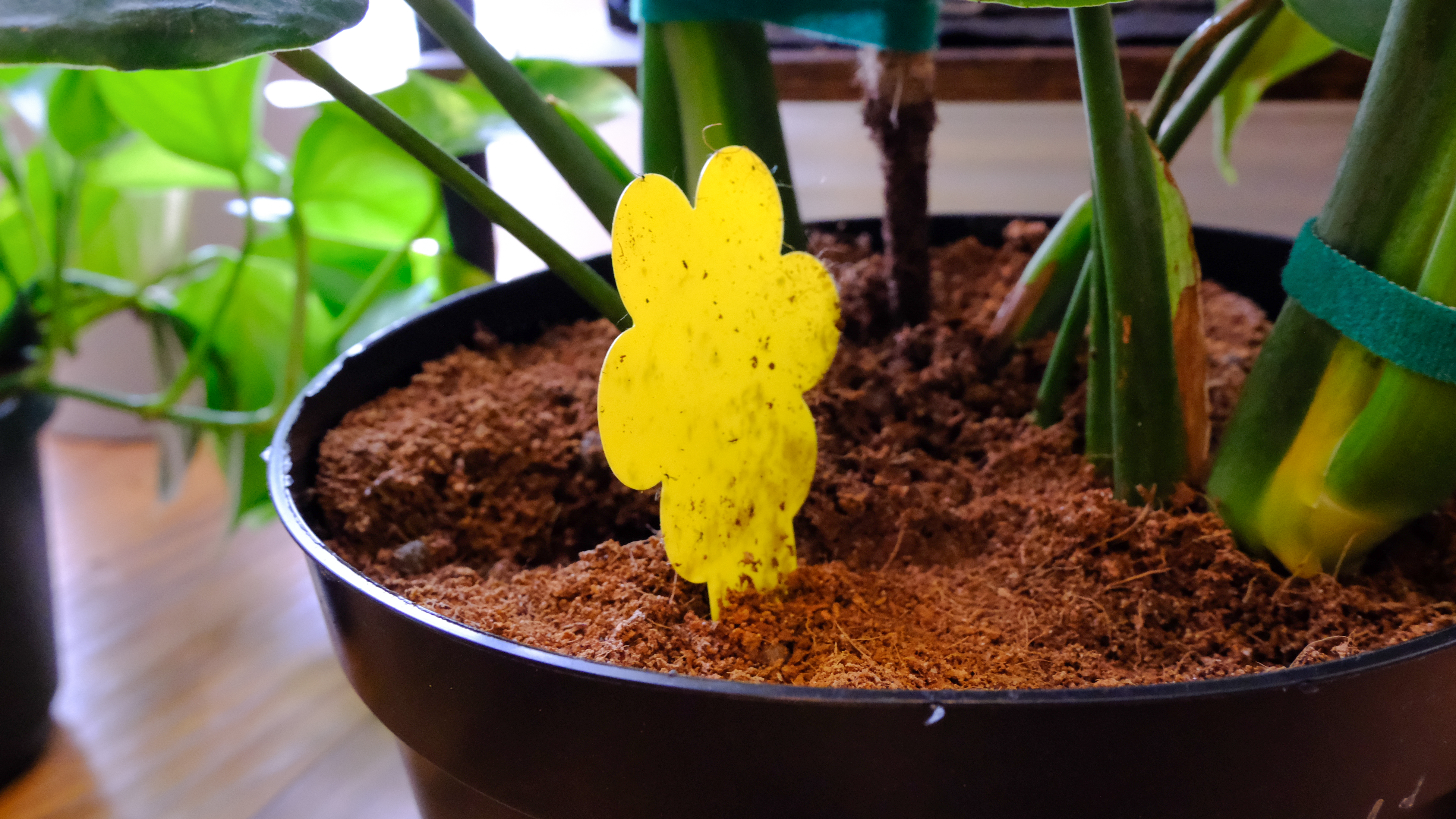 A healthy adult monstera