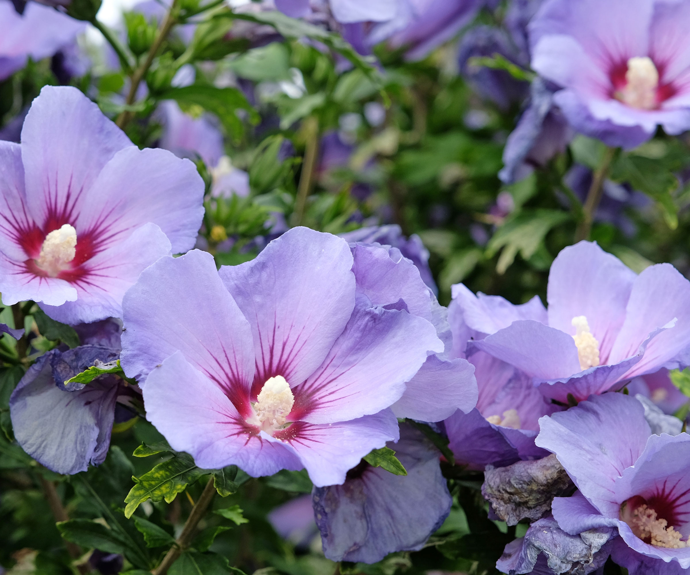 Rose of Sharon plant in full bloom with purple blue flowers