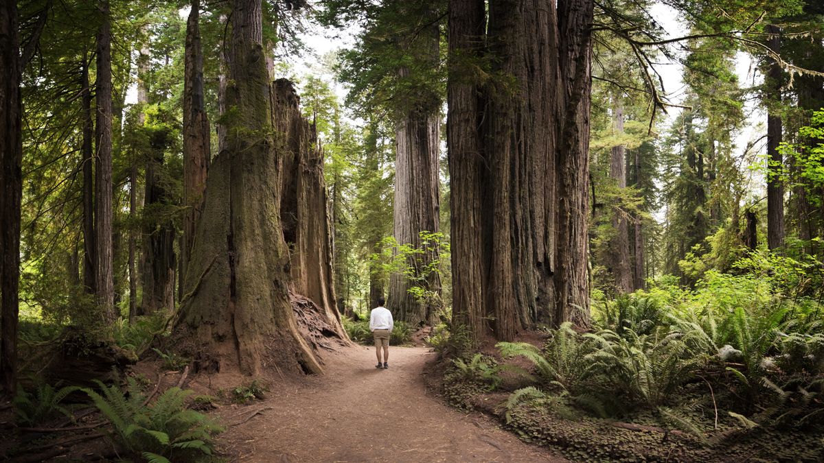 Where to see redwoods in California