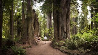 A hiker on a trail in Redwood National Park