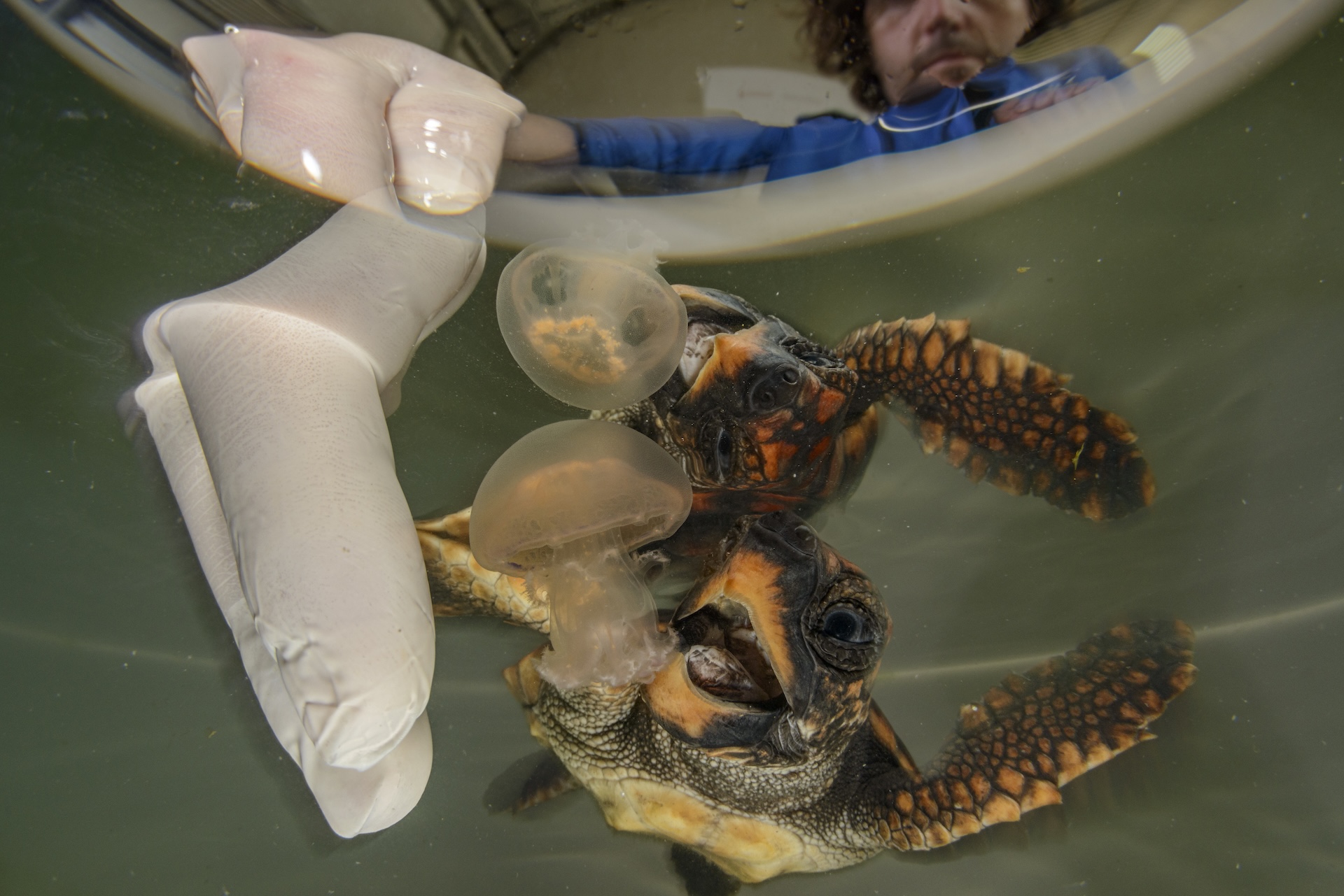baby sea turtles swim in their enclosure