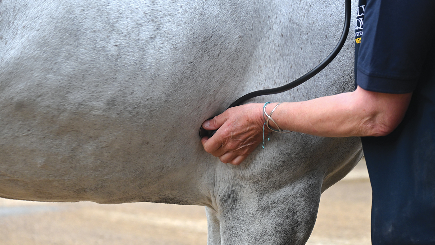 Close up of vet monitoring horse&amp;rsquo;s heart rate with stethoscope