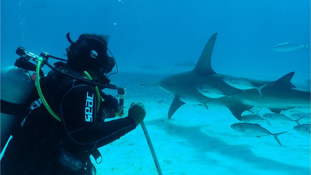 How To Watch SharkFest 2023: National Geographic's Month Of Shark ...