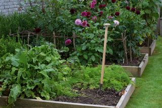 Spade in an organic vegetable patch