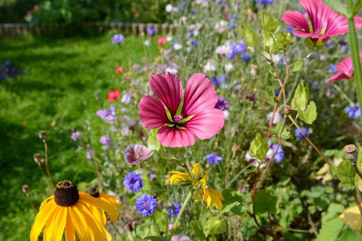 native weeds