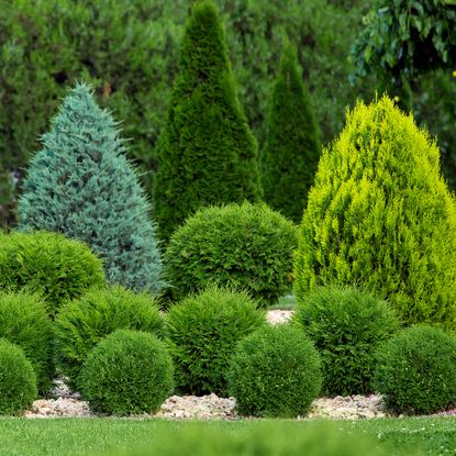 native evergreen shrubs in garden including thuja