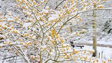 A witch hazel tree in snow