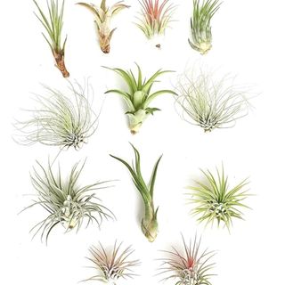 assorted air plants pack of 12 from Amazon