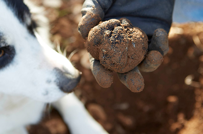 truffle hunting