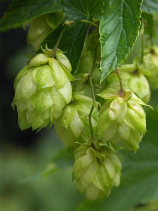 beer hops plant