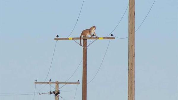 A mountain lion on top of a utility pole in Lucerne Valley, California.
