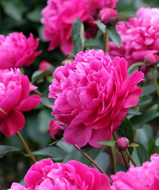 Red Sarah Bernhardt peonies in full bloom