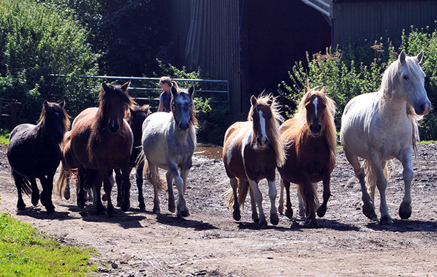 microchipping-bodmin-02.jpg