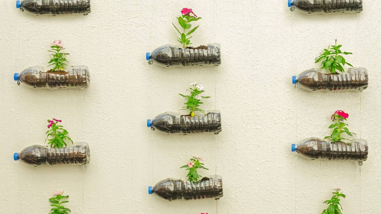 Plastic water bottles lay on sides with top side cut open for dirt and flower to grow