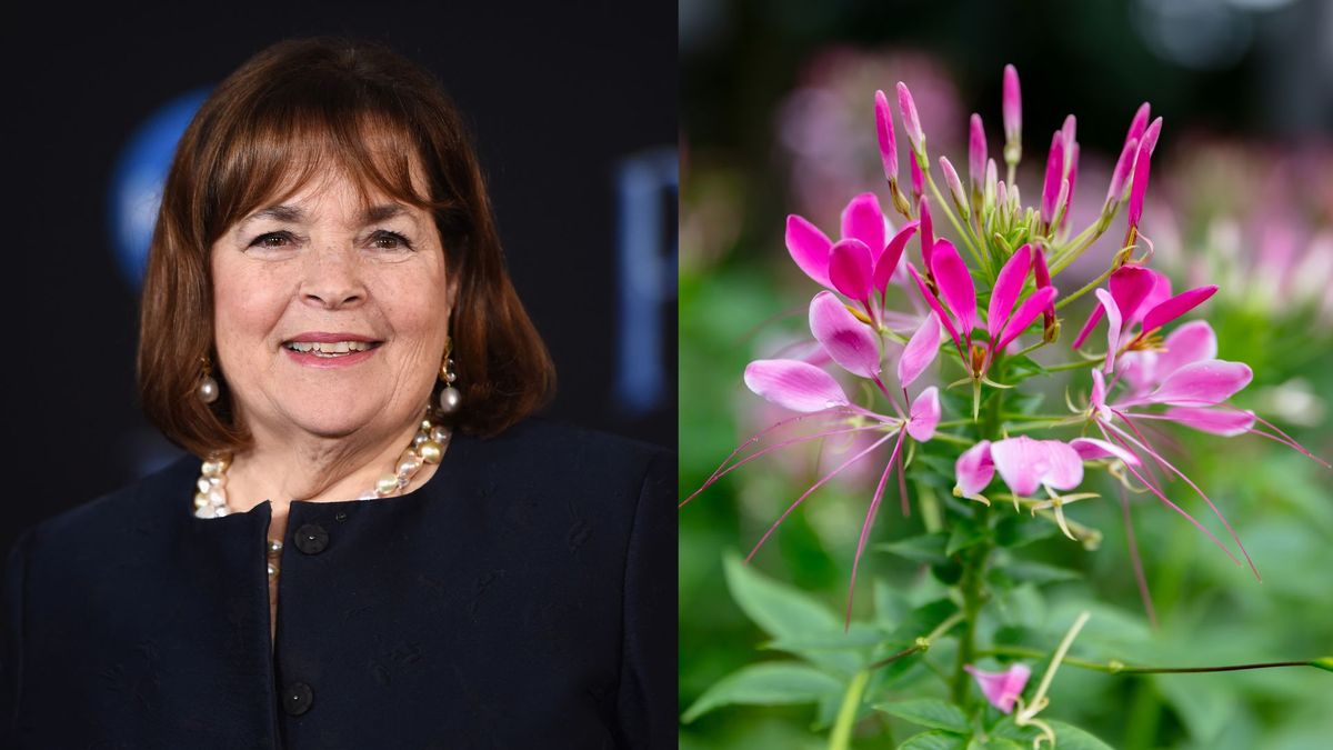 伊娜·加滕 (Ina Garten) 的後院有修剪整齊的樹籬，這些華麗的花朵無疑創造了完美的花園景觀