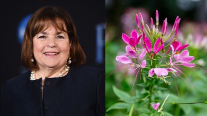 A split-screen of Ina Garten (L) and a close-up of a pink cleome flower (R)