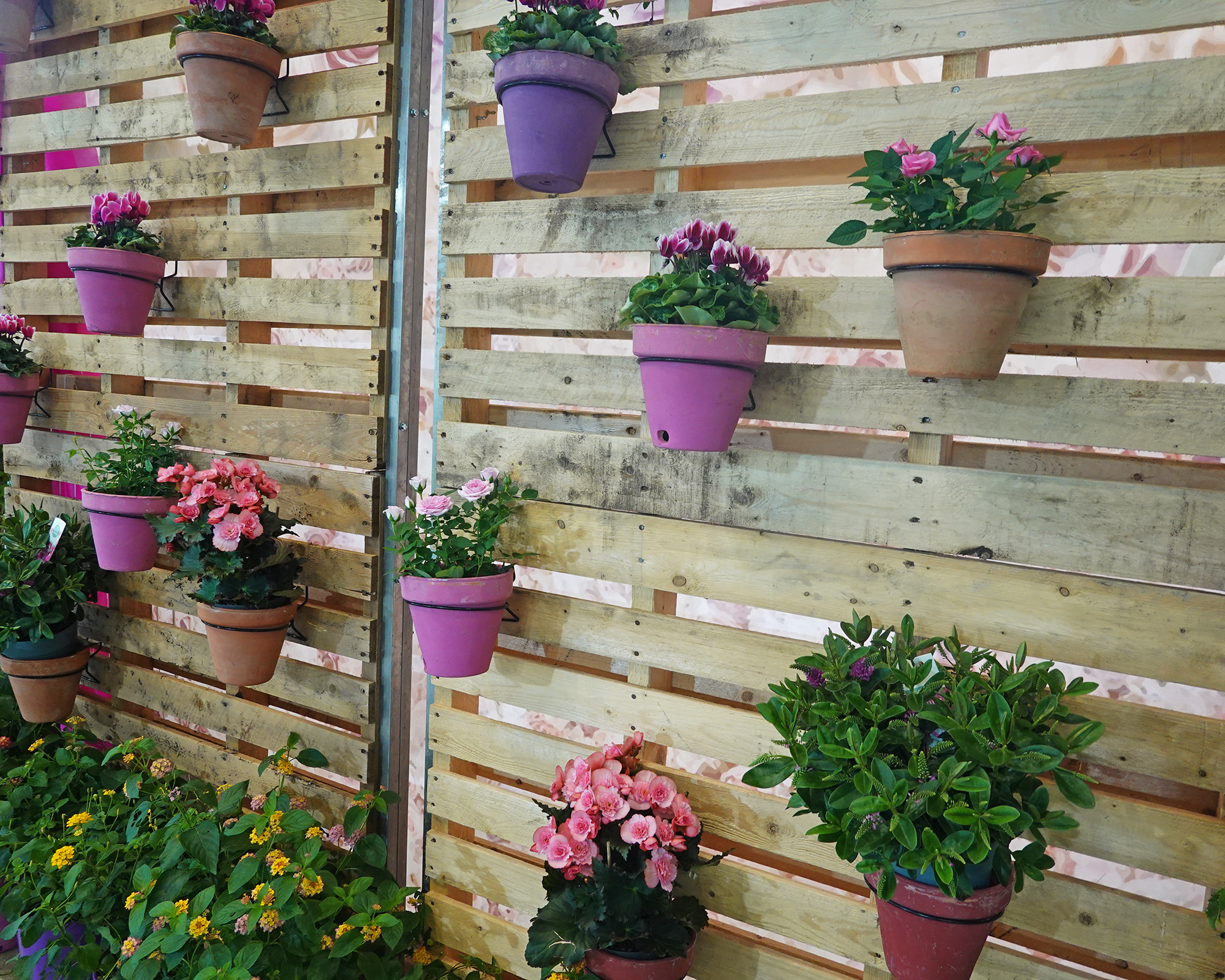 Fencing made from wood pallets, used to support plant pots
