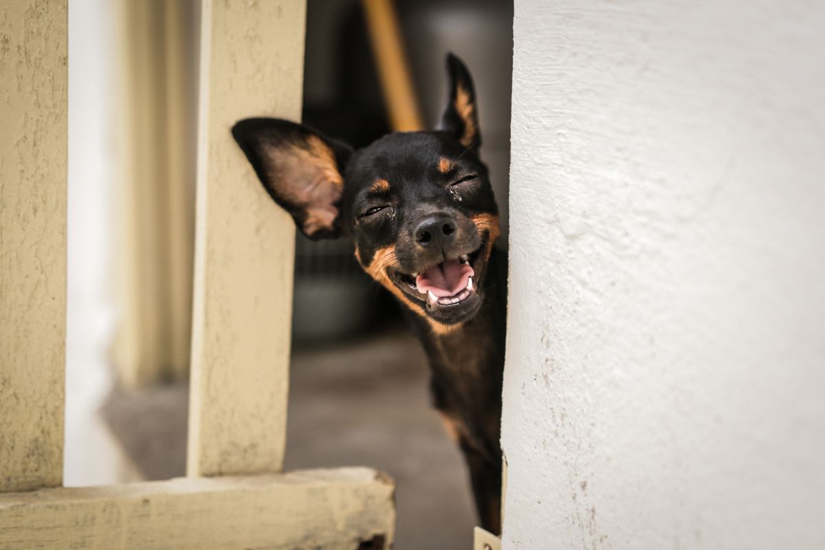 Comedy Pet Photography Awards 2021