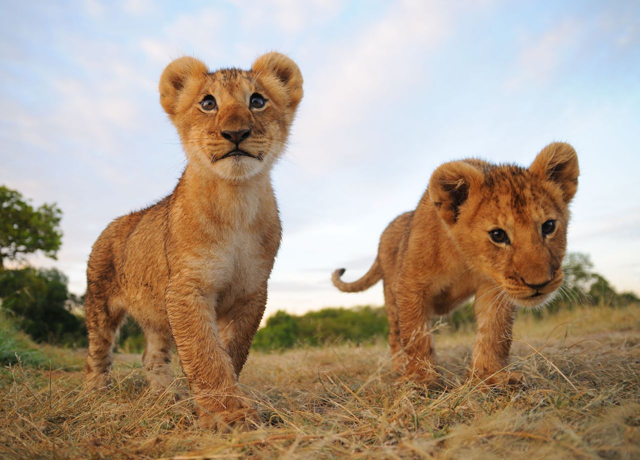 Meet the neighbours: would you want a pair of lion cubs living next door?