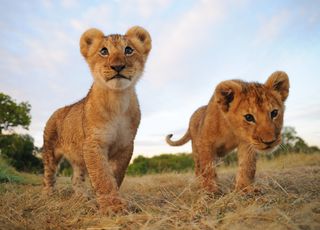 Meet the neighbours: would you want a pair of lion cubs living next door?