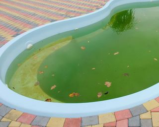 dirty swimming pool with algae
