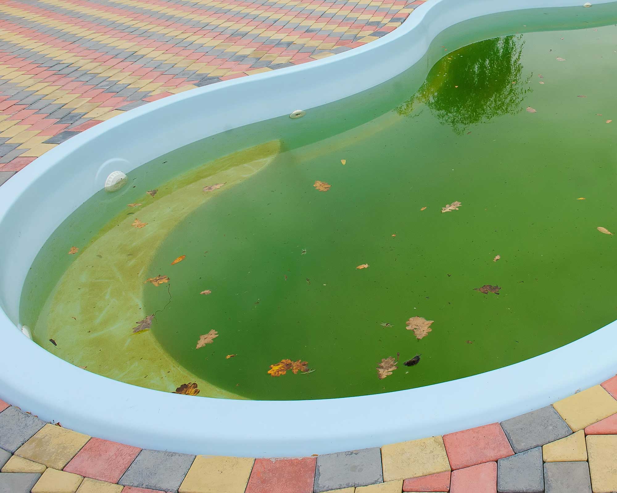 Mustard algae in a pool simple steps to get rid of it Gardeningetc