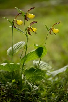 wild flowers bob gibbons