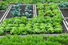 Boxed Divided Garden Bed Full Of Greens