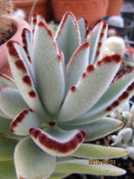 Close Up Of A Panda Plant